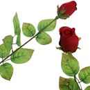 Valentinstag Geschenke: Rote Rose