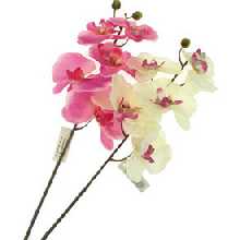 Dekozweig Orchidee