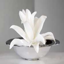 Foam Flower Blume, weiß