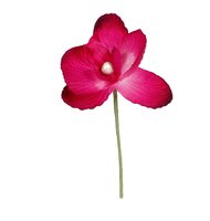 Orchideen, 6 Stück pink